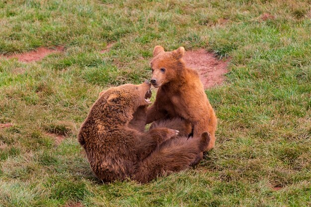 orso bruno