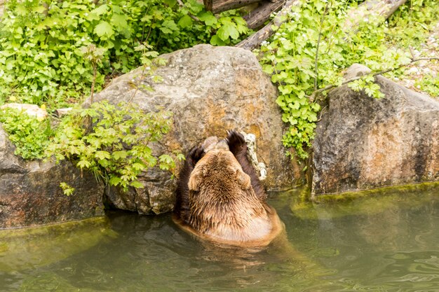 orso bruno