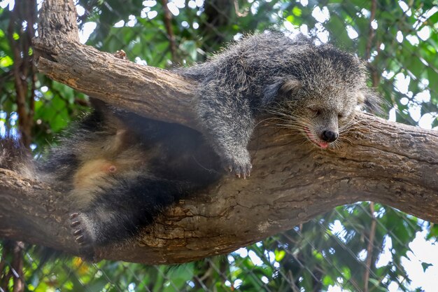 Orso che dorme su un albero