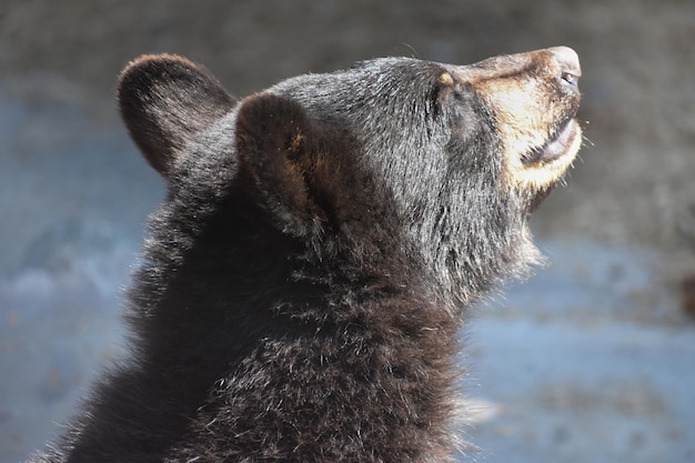 Orso che si gode la luce del sole in Montana