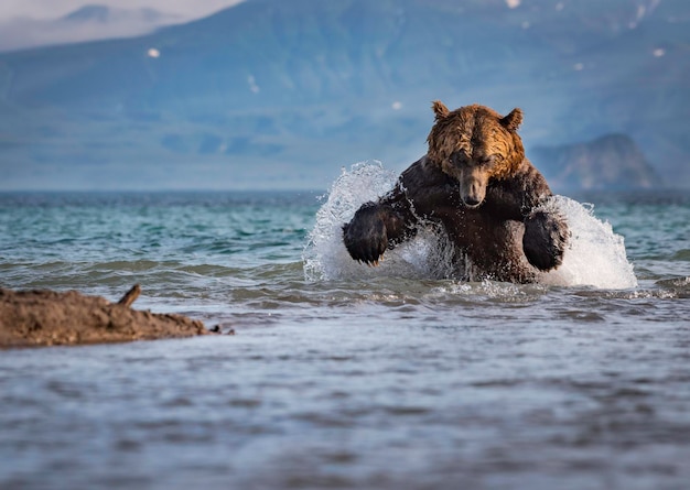 Orso che spruzza acqua in mare