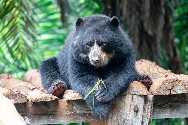 Orso dagli occhiali Tremarctos ornatus con messa a fuoco selettiva e sfocatura della profondità