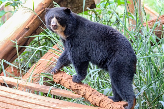 Orso dagli occhiali Tremarctos ornatus con messa a fuoco selettiva e sfocatura della profondità