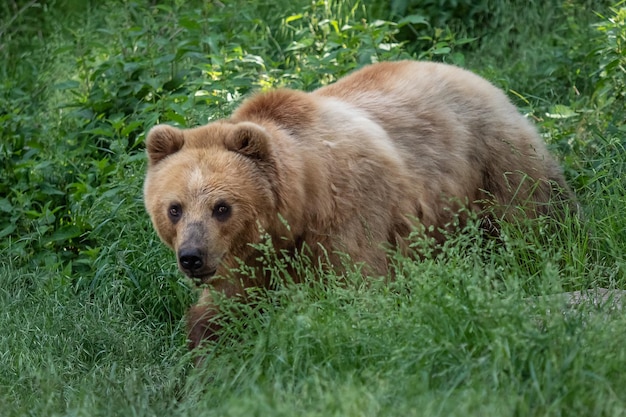 Orso della Kamchatka nell'erba Ursus arctos beringianus