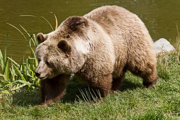 Orso grizzly che cammina sulla riva del lago