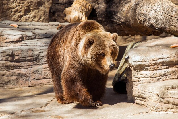 Orso grizzly che cammina