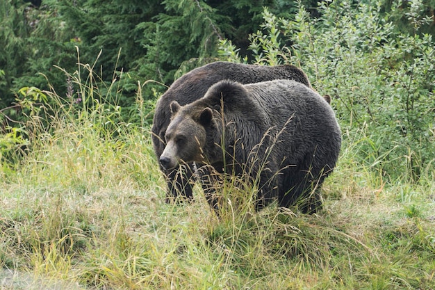 Orso grizzly nel deserto