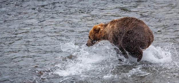 Orso grizzly nel fiume