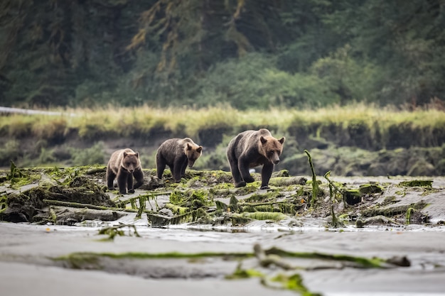 Orso grizzly nella foresta