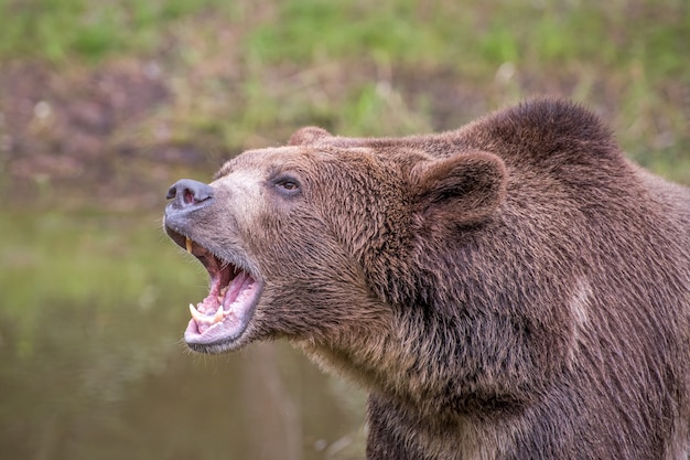 Orso grizzly ruggente