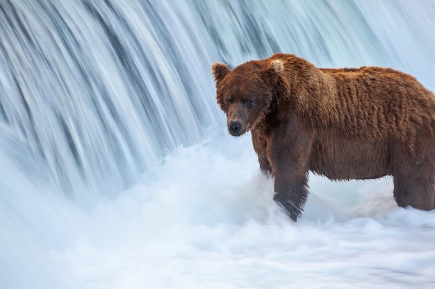 Orso in acqua