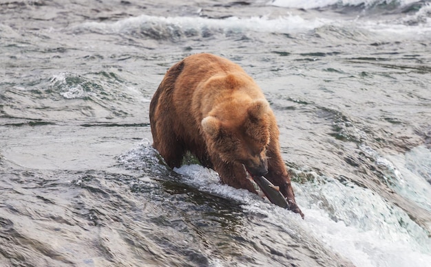 Orso in Alaska