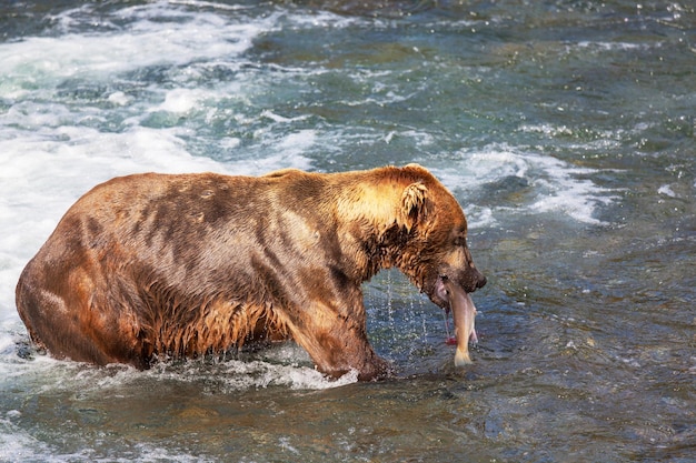 Orso in Alaska