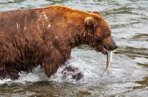 Orso in Alaska