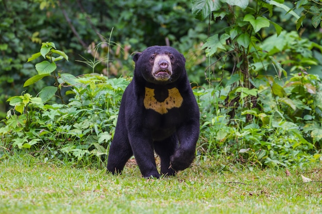 Orso malese del sole, orso del miele (Ursus malayanus)