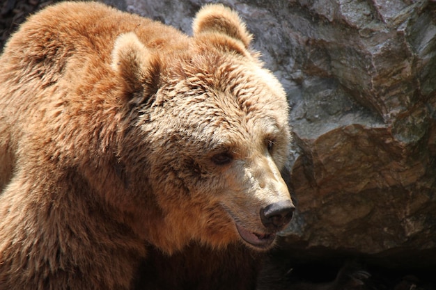 Orso marrone contro la roccia allo zoo