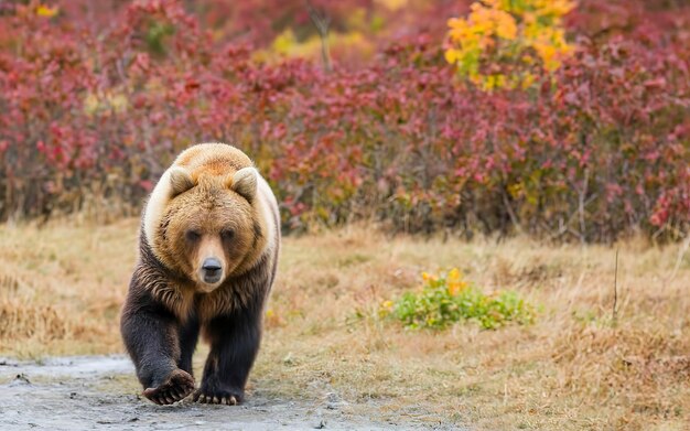 Orso marrone della Kamchatka alla catena