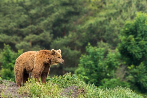 Orso marrone in montagna