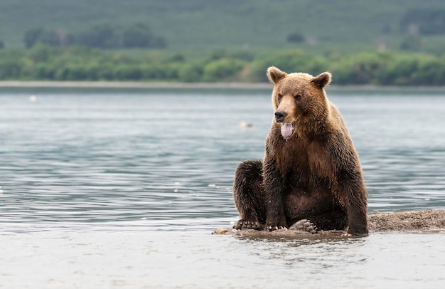 Orso marrone nel lago Kuril