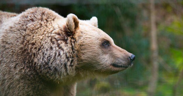 Orso marrone nella foresta fauna selvatica nel ritratto del bosco di un grizzly che incontra un animale predatore