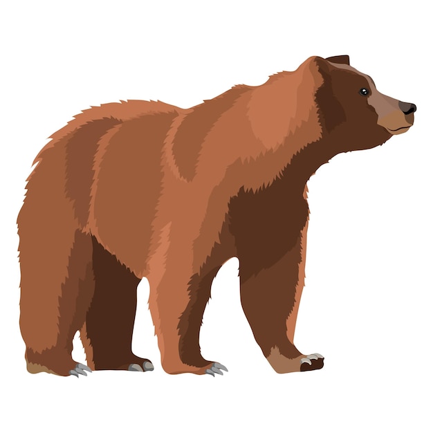 Orso marrone PNG a quattro zampe adesivo illustrativo sfondo trasparente