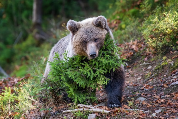 Orso nella foresta gialla. Alberi autunnali con orso, Ursus arctos, colori autunnali