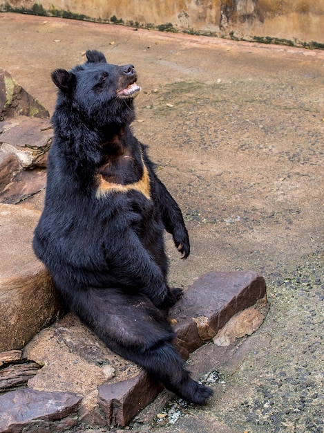 orso nero allo zoo