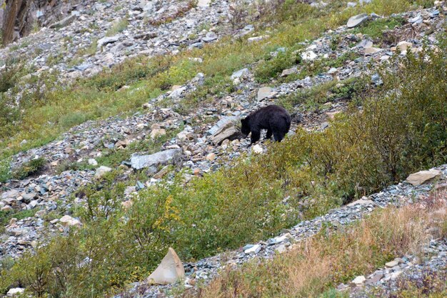 Orso nero americano (Ursus americanus)