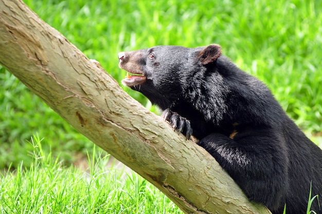 Orso nero asiatico