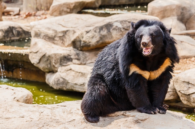 orso nero asiatico