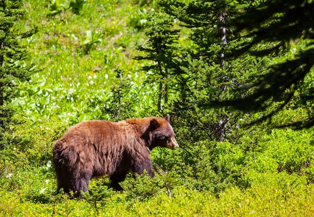 Orso nero nella foresta, Canada, stagione estiva