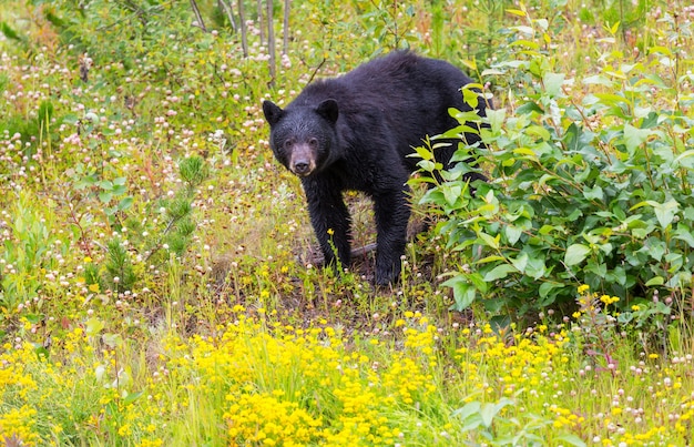 Orso nero nella foresta, Canada, stagione estiva