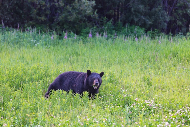 Orso nero nella foresta, Canada, stagione estiva