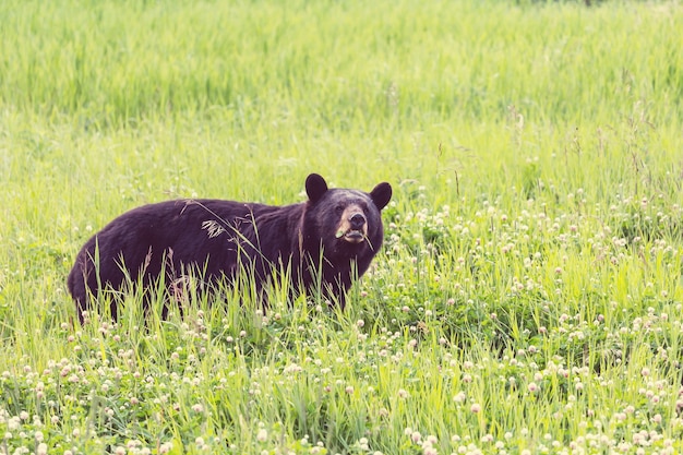 Orso nero nella foresta, Canada, stagione estiva