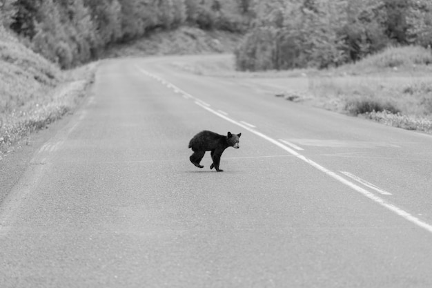 Orso nero nella foresta