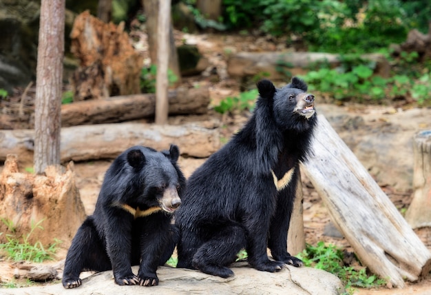 Orso nero