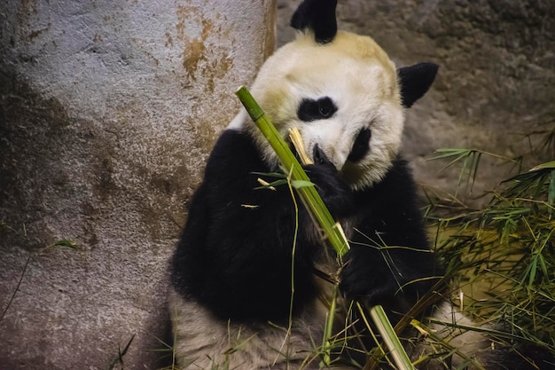 Orso panda che mangia bambù