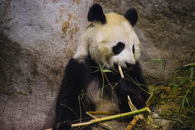 Orso panda che mangia bambù