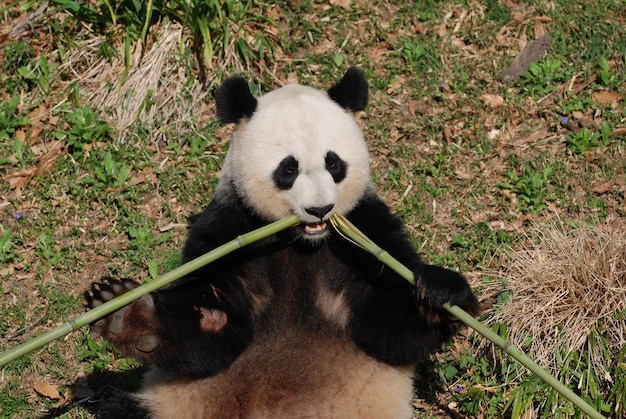 Orso panda che mangia un germoglio di bambù dal centro.