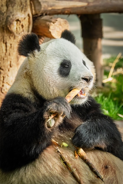 Orso panda gigante in Cina