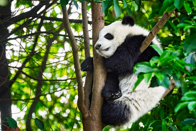 Orso panda gigante in Cina