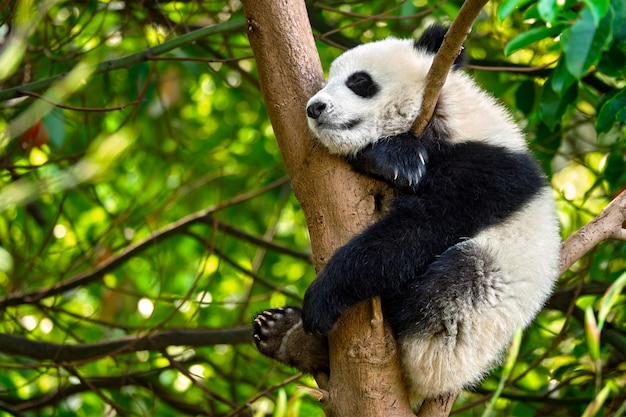 Orso panda gigante in Cina