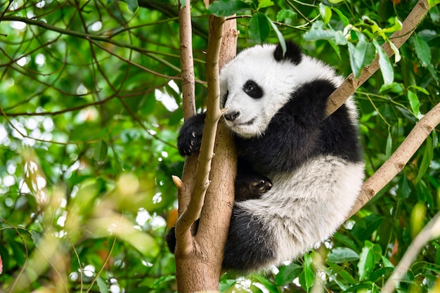 Orso panda gigante in Cina