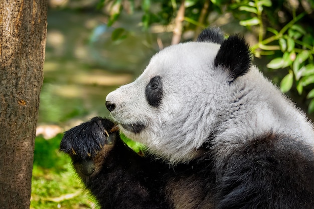 Orso panda gigante in Cina