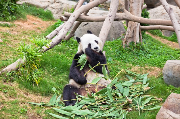 Orso panda gigante pigro nello zoo di Hong Kong