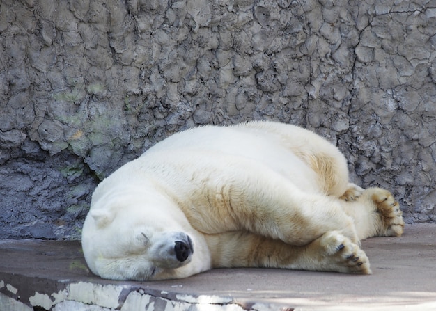 Orso polare addormentato