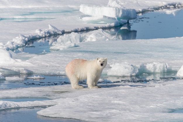 Orso polare bagnato che va sul ghiaccio del pacco in mare Glaciale Artico