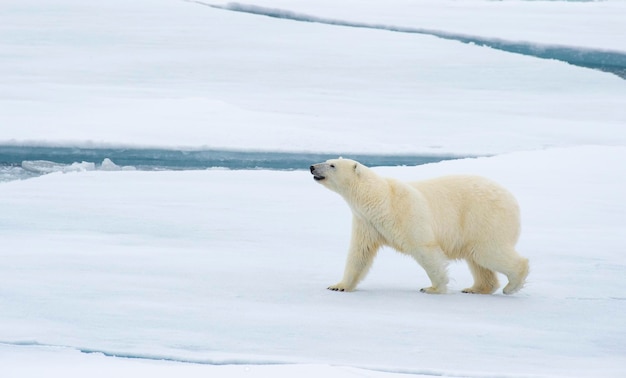 Orso polare che cammina sul ghiaccio nell'Artico