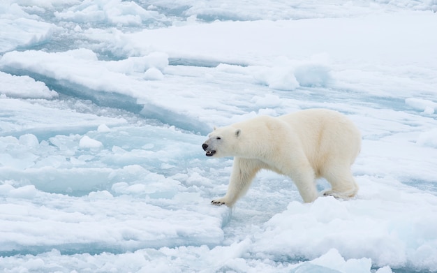 Orso polare che cammina sul ghiaccio nell'Artico.
