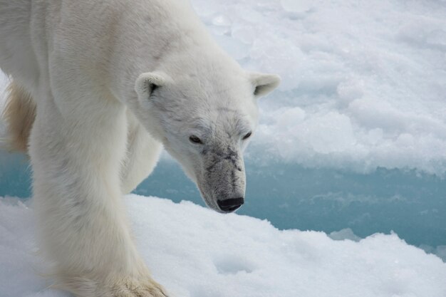 Orso polare che cammina sul ghiaccio.